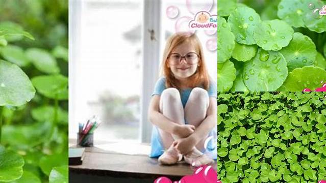 Temukan Manfaat Daun Pegagan untuk Anak yang Jarang Diketahui