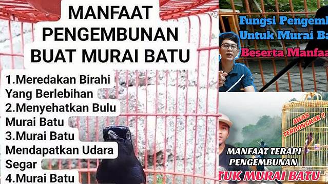 Temukan 7 Manfaat Pengembunan untuk Murai Batu yang Jarang Diketahui
