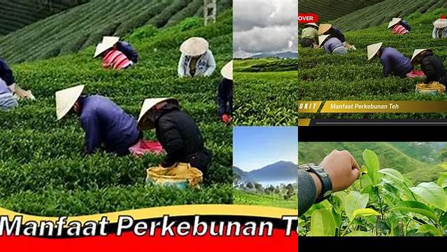 10 Manfaat Perkebunan Teh yang Jarang Diketahui