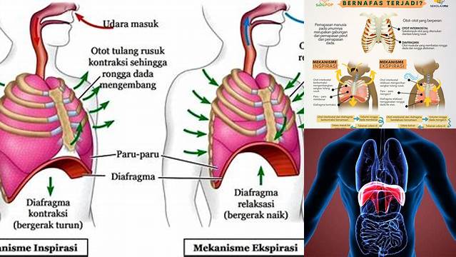 Manfaat Pernapasan Diafragma: Penemuan dan Wawasan yang Wajib Diketahui