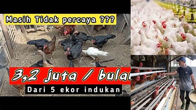 Temukan 9 Manfaat Peternak Ayam yang Jarang Diketahui