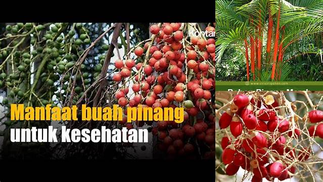 Temukan Manfaat Pinang Merah yang Jarang Diketahui, Menjanjikan!