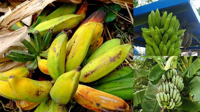 Temukan Manfaat Pisang Batu yang Jarang Diketahui