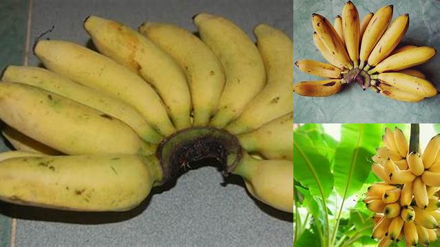 Manfaat Pisang Emas: 9 Rahasia Kesehatan yang Jarang Diketahui