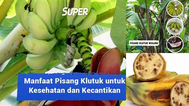 Temukan Manfaat Pisang Klutuk yang Jarang Diketahui