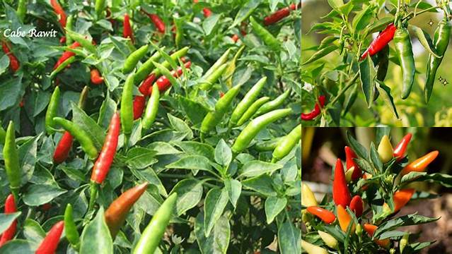 Manfaat Pohon Cabai yang Jarang Diketahui, Wajib Anda Tahu!