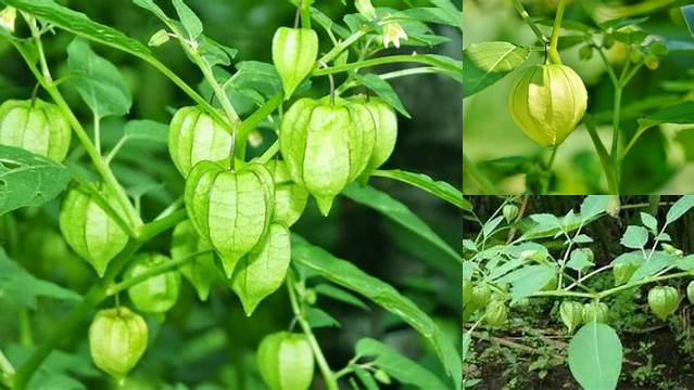 Manfaat Pohon Ciplukan Wajib Tahu, Jarang Terungkap