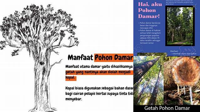 Temukan Manfaat Pohon Damar yang Perlu Anda Tahu