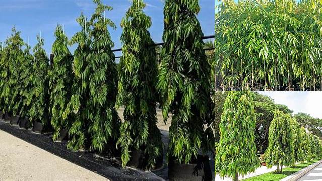 Manfaat Pohon Glodokan Tiang yang Jarang Diketahui, Wajib Kamu Tau!