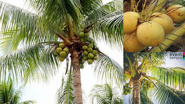 Temukan Manfaat Pohon Kelapa yang Jarang Diketahui