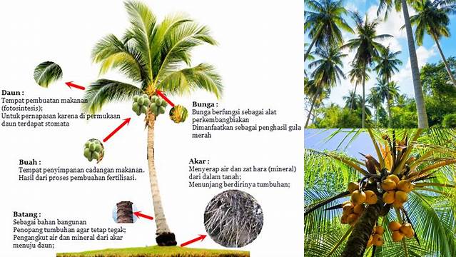 Manfaat Pohon Kelapa yang Jarang Diketahui untuk Kesehatan