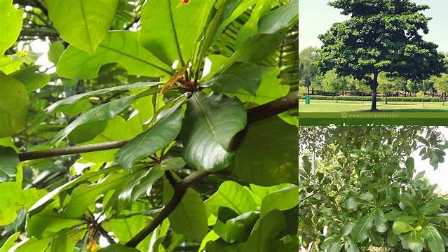 Terungkap Manfaat Pohon Ketapang yang Jarang Diketahui