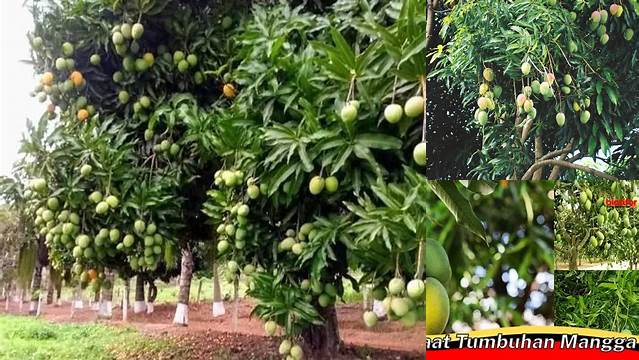 Temukan Manfaat Pohon Mangga Bagi Lingkungan yang Jarang Diketahui