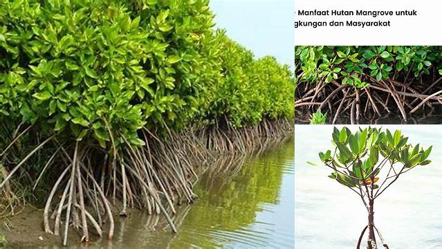 Ungkap Manfaat Pohon Mangrove yang Jarang Diketahui