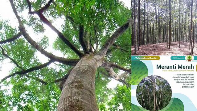 Manfaat Pohon Meranti: Temukan Rahasia Terpendamnya