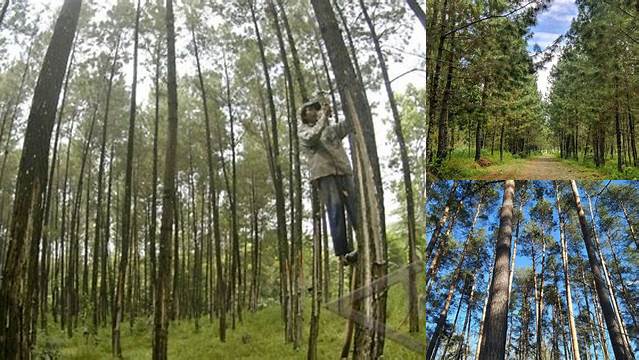 Terkuak Manfaat Pohon Pinus Bagi Lingkungan yang Jarang Diketahui