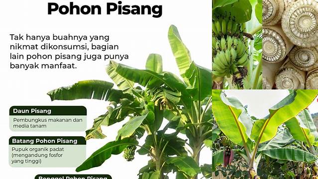 Temukan 8 Manfaat Pohon Pisang yang Tak Terduga