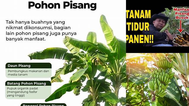 Temukan Manfaat Pohon Pisang Busuk Yang Jarang Diketahui!