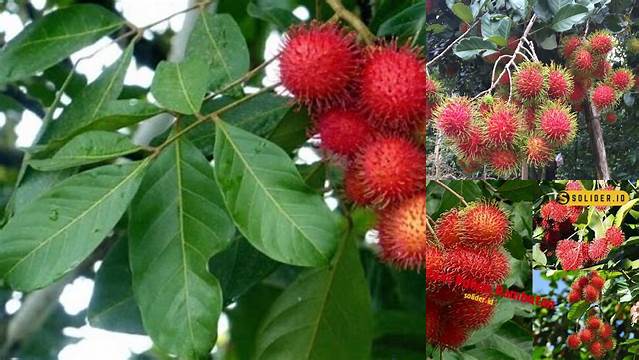 Temukan Beragam Manfaat Pohon Rambutan