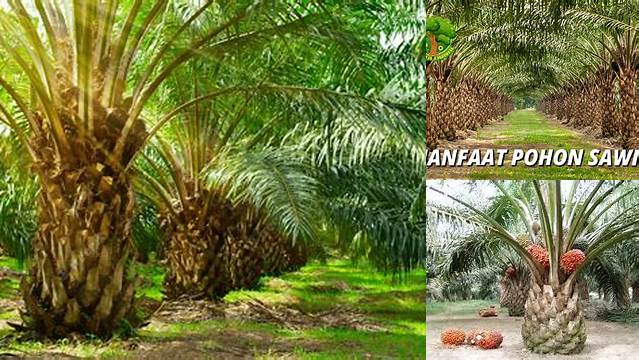 Manfaat Pohon Sawit yang Jarang Diketahui, Yuk, Cari Tahu!