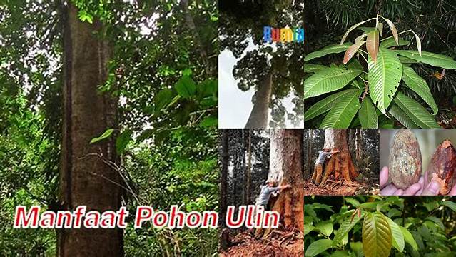 Manfaat Pohon Ulin yang Jarang Diketahui, Wajib Diketahui!
