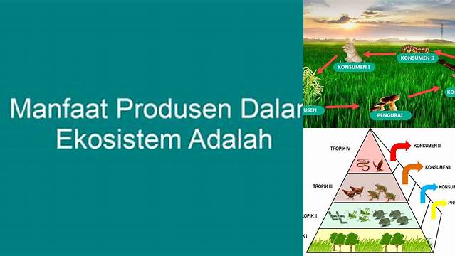 Temukan Manfaat Produsen dalam Ekosistem yang Wajib Kamu Tahu