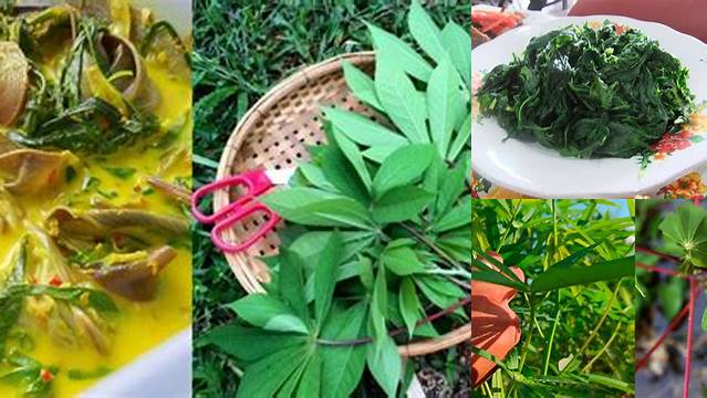 Temukan 5 Manfaat Pucuk Ubi yang Jarang Diketahui