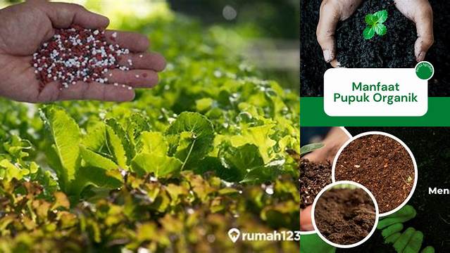 Ungkap Manfaat Pupuk Bagi Tanaman yang Jarang Diketahui