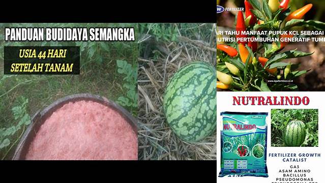 Temukan Manfaat Pupuk KCl untuk Semangka yang Jarang Diketahui