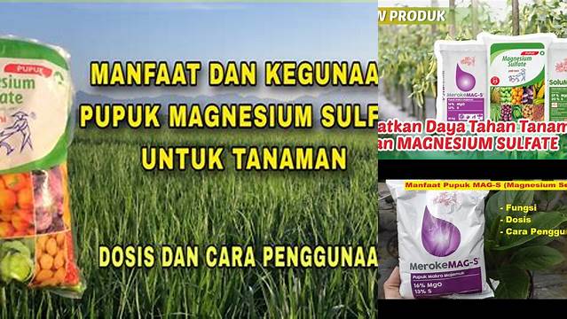 Temukan Manfaat Pupuk Magnesium Sulfat yang Belum Anda Ketahui