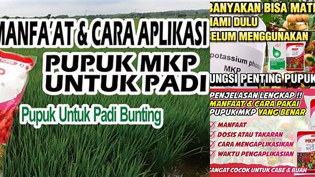 Temukan Khasiat Pupuk MKP yang Jarang Diketahui yang Perlu Anda Ketahui