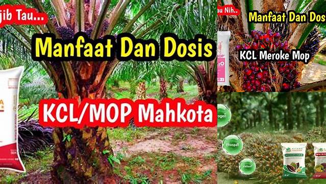 Ungkap 7 Manfaat Pupuk MOP untuk Kelapa Sawit yang Jarang Diketahui