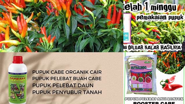Temukan Manfaat Pupuk Mutiara untuk Cabe yang Perlu Anda Ketahui