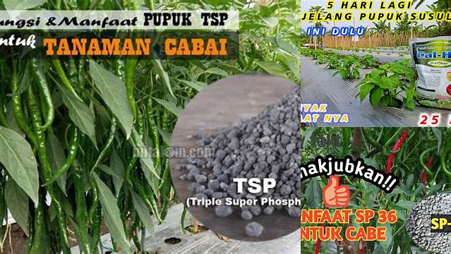 Temukan Manfaat Pupuk TSP untuk Cabe yang Jarang Diketahui