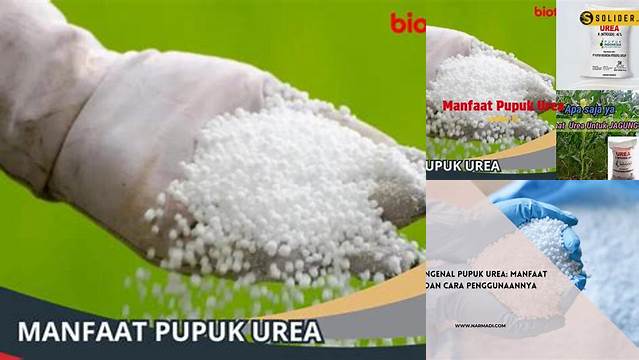 Temukan 5 Manfaat Pupuk Urea yang Jarang Diketahui