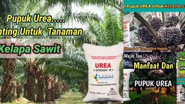 Temukan Manfaat Pupuk Urea untuk Kelapa Sawit yang Perlu Anda Ketahui