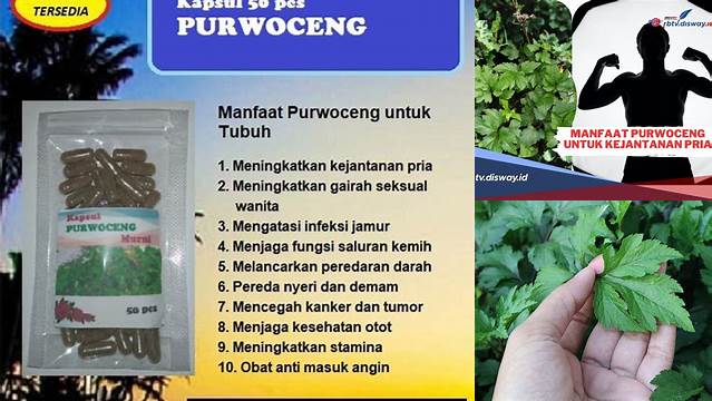 Temukan Manfaat Purwoceng untuk Wanita yang Jarang Diketahui