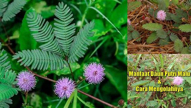 Temukan 7 Manfaat Putri Malu dan Cara Mengolahnya yang Jarang Diketahui!