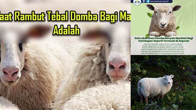 Temukan Aneka Manfaat Domba yang Jarang Diketahui, Dijamin Bikin Terkejut!