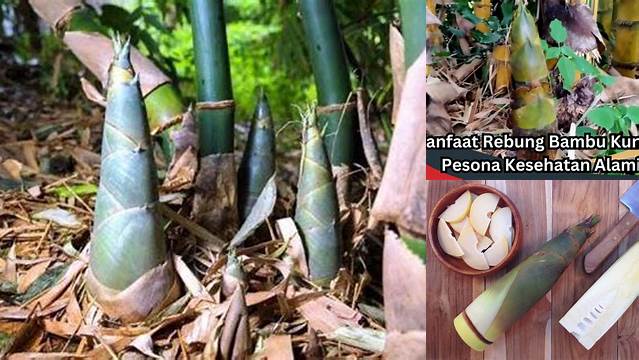 Temukan 8 Manfaat Rebung Bambu yang Jarang Diketahui!