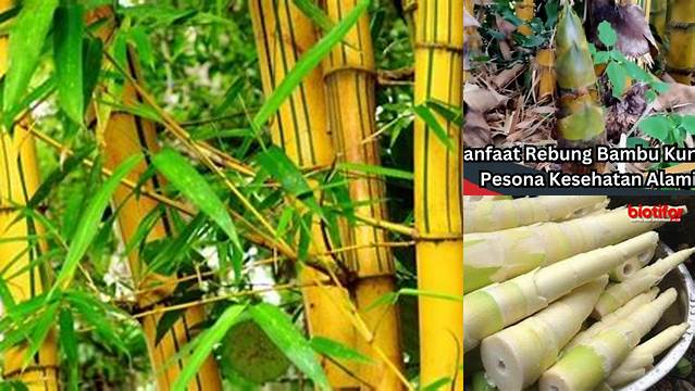 Manfaat Rebung Bambu Kuning yang Jarang Diketahui, Wajib Disimak!