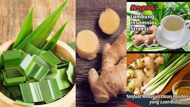 9 Manfaat Rebusan Daun Pandan dan Jahe untuk Kesehatan Tubuh dan Kecantikan
