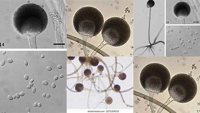 Temukan Manfaat Rhizopus oryzae yang Jarang Diketahui