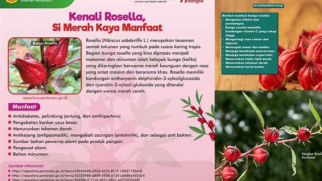 5 Manfaat Rosella Merah yang Jarang Diketahui!