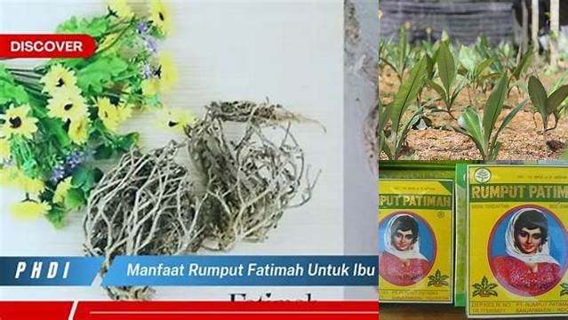 Manfaat Rumput Fatimah untuk Ibu Hamil yang Jarang Diketahui