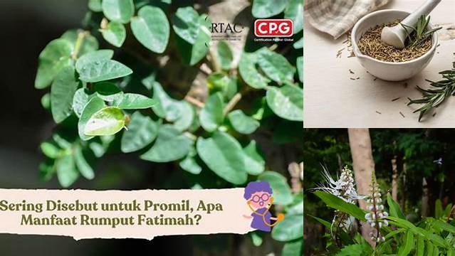 Temukan Manfaat Rumput Fatimah untuk Promil yang Jarang Diketahui