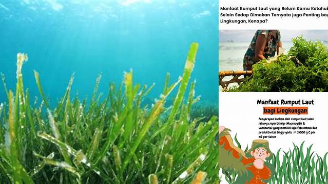 10 Manfaat Rumput Laut Bagi Lingkungan yang Jarang Diketahui