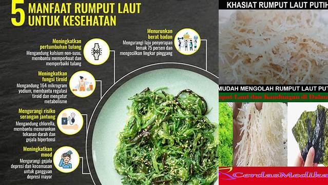 Manfaat Rumput Laut Putih: Penemuan & Wawasan yang Wajib Anda Ketahui