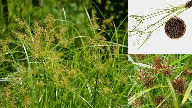 Temukan Khasiat Rumput Teki untuk Wanita yang Wajib Diketahui