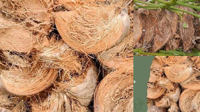 Manfaat Sabut Kelapa untuk Tanaman, Temukan Rahasia yang Belum Diketahui!